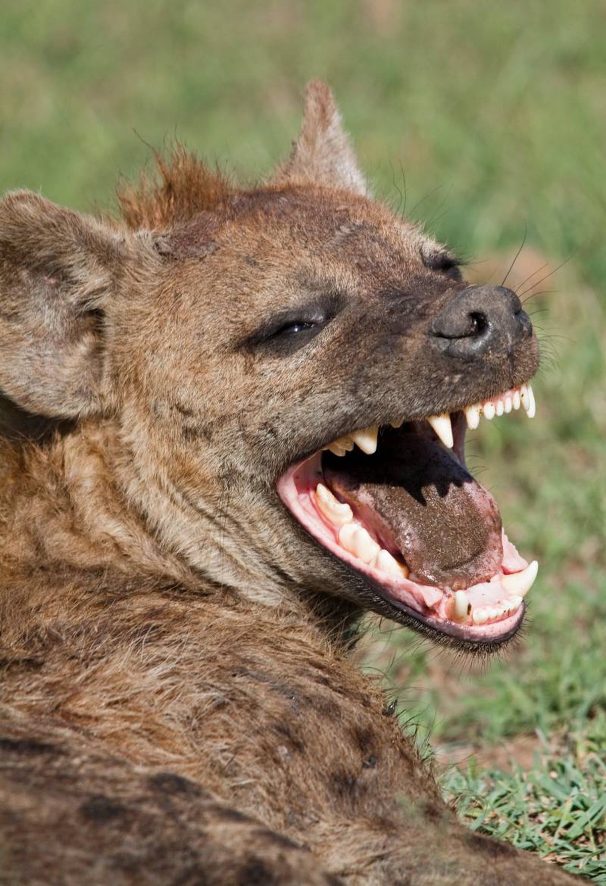 La risa en las hienas son una serie de vocalizaciones agudas y repetitivas.