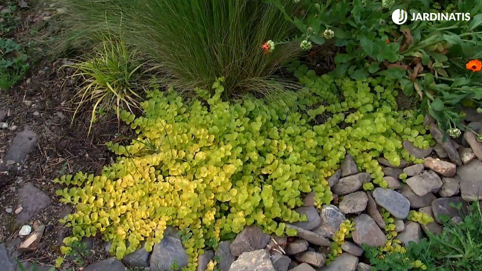 Lysimachia nummularia planta de la moneda