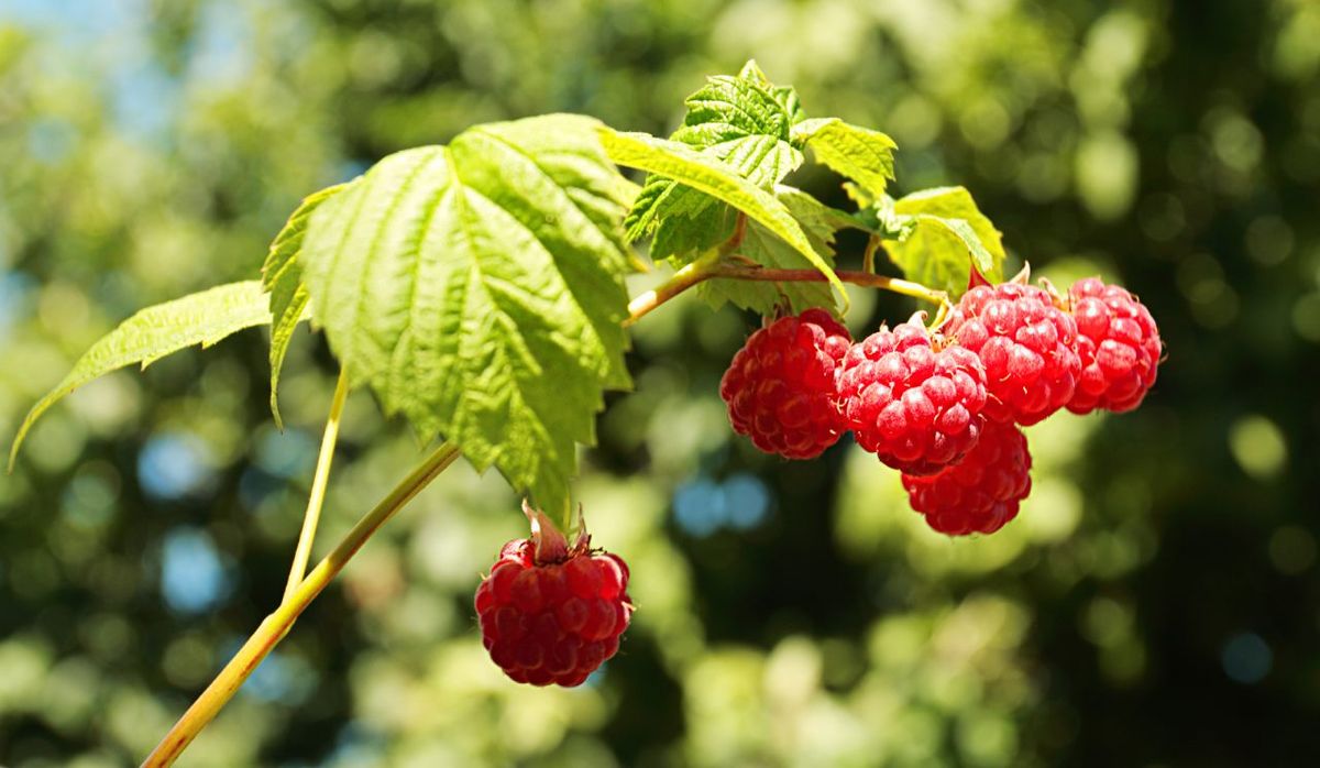 Frambuesas en la planta.