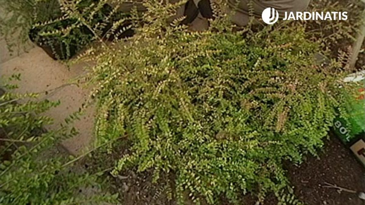 plantacion con loniceras nítida BaggesensGold en el jardin xl brico 357