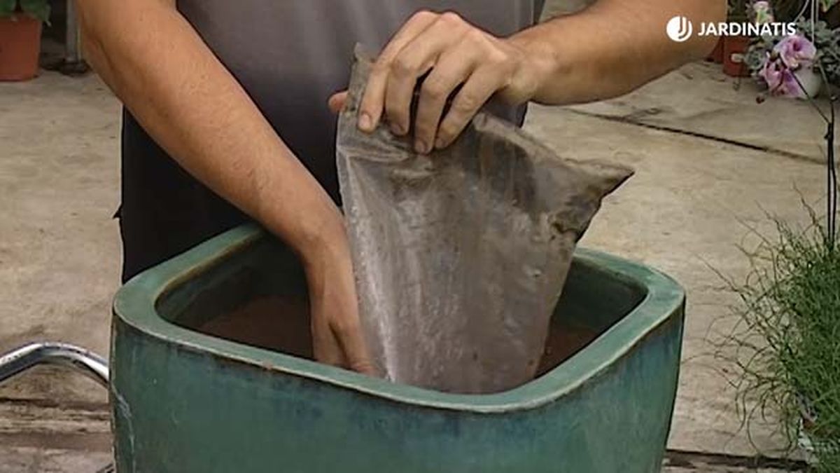 trasplante euphorbia ingens contenedor deco 313 jardinatis