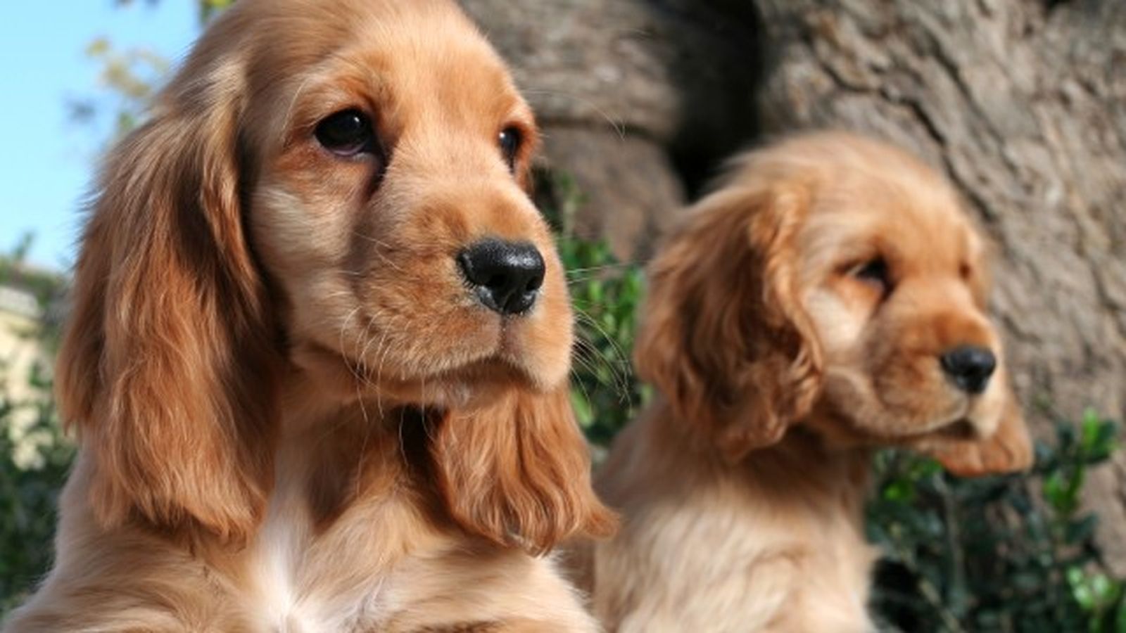 cocker spaniel 1