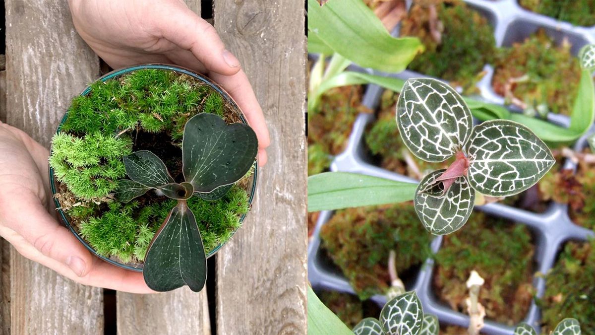 anoectochilus formosanus en cupula xl