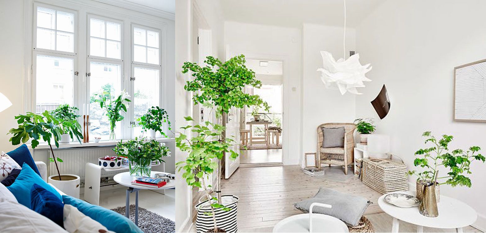 PLANTAS