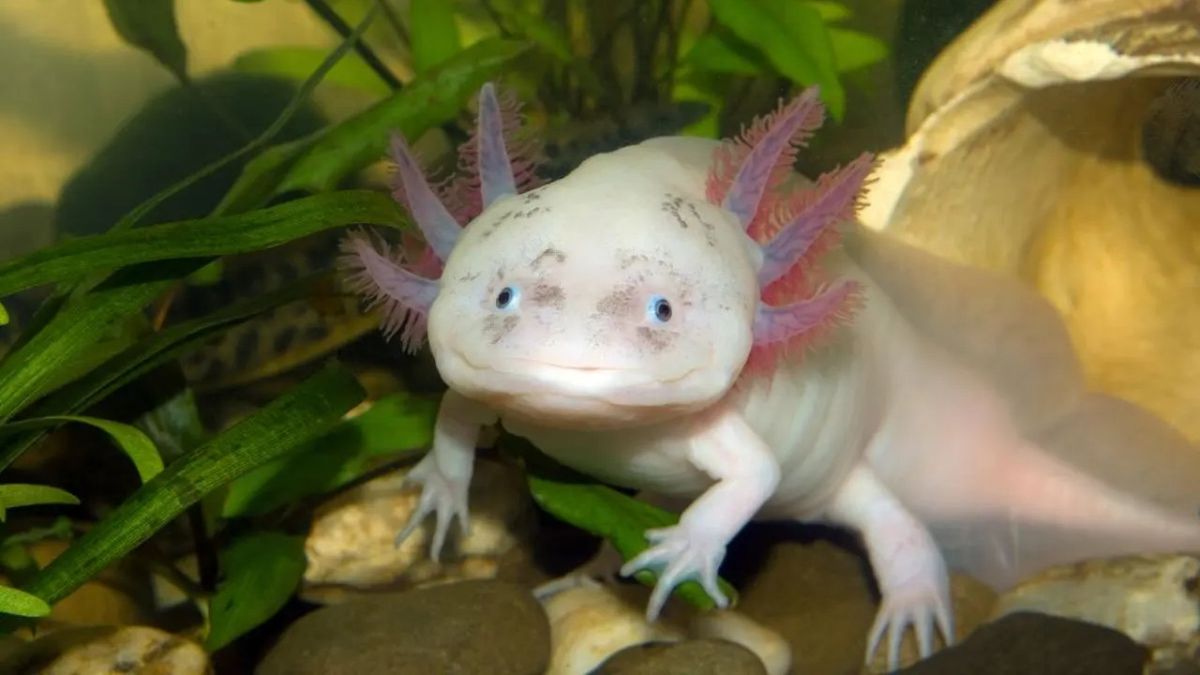 animales mas raros del mundo ok