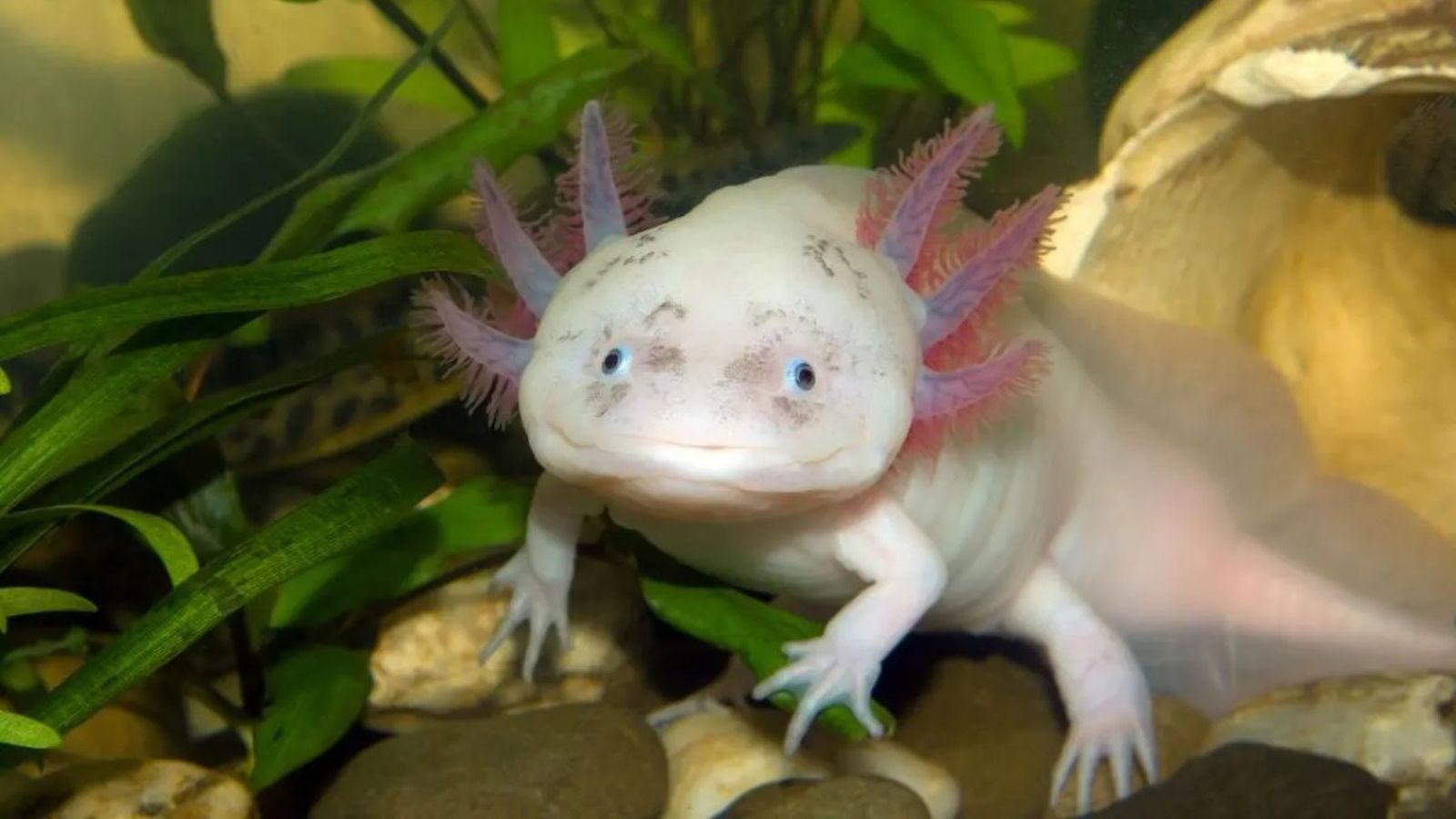 animales mas raros del mundo ok