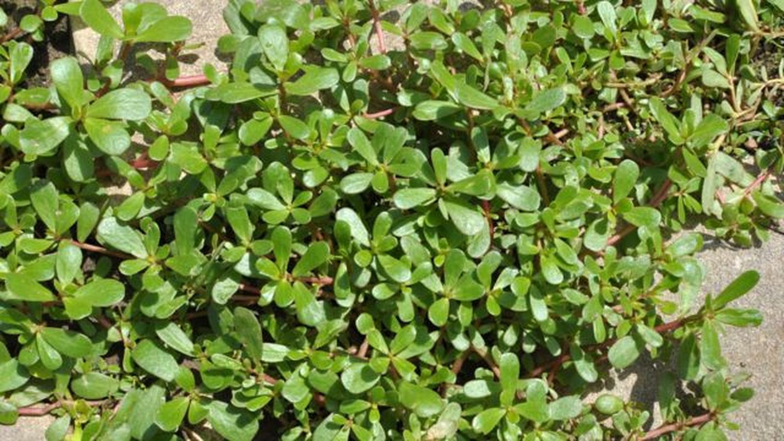 cuanto riego necesita la planta verdolaga
