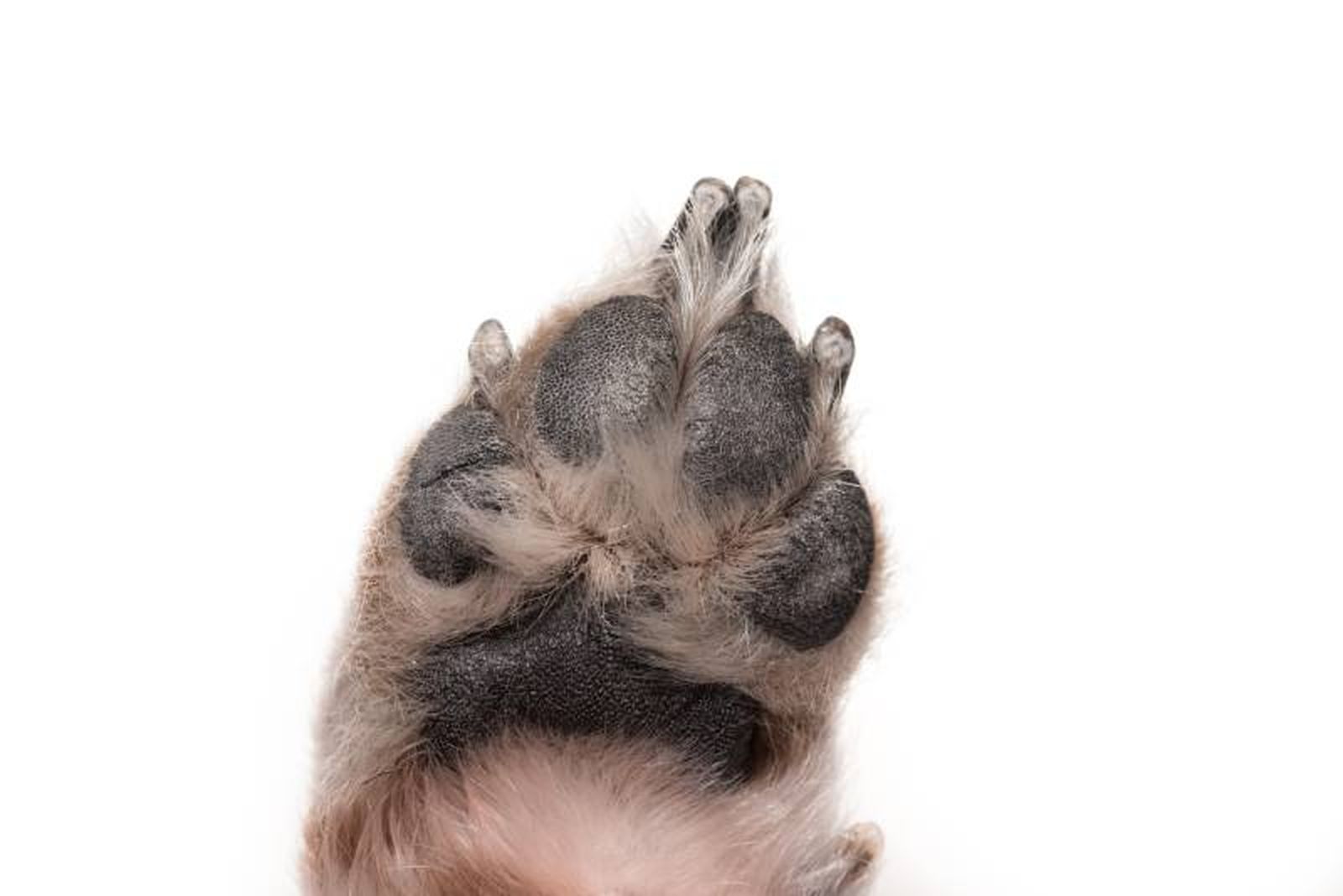 Cuando no sea posible evitar las aceras y el asfalto, podemos recurrir a unos botines para perros