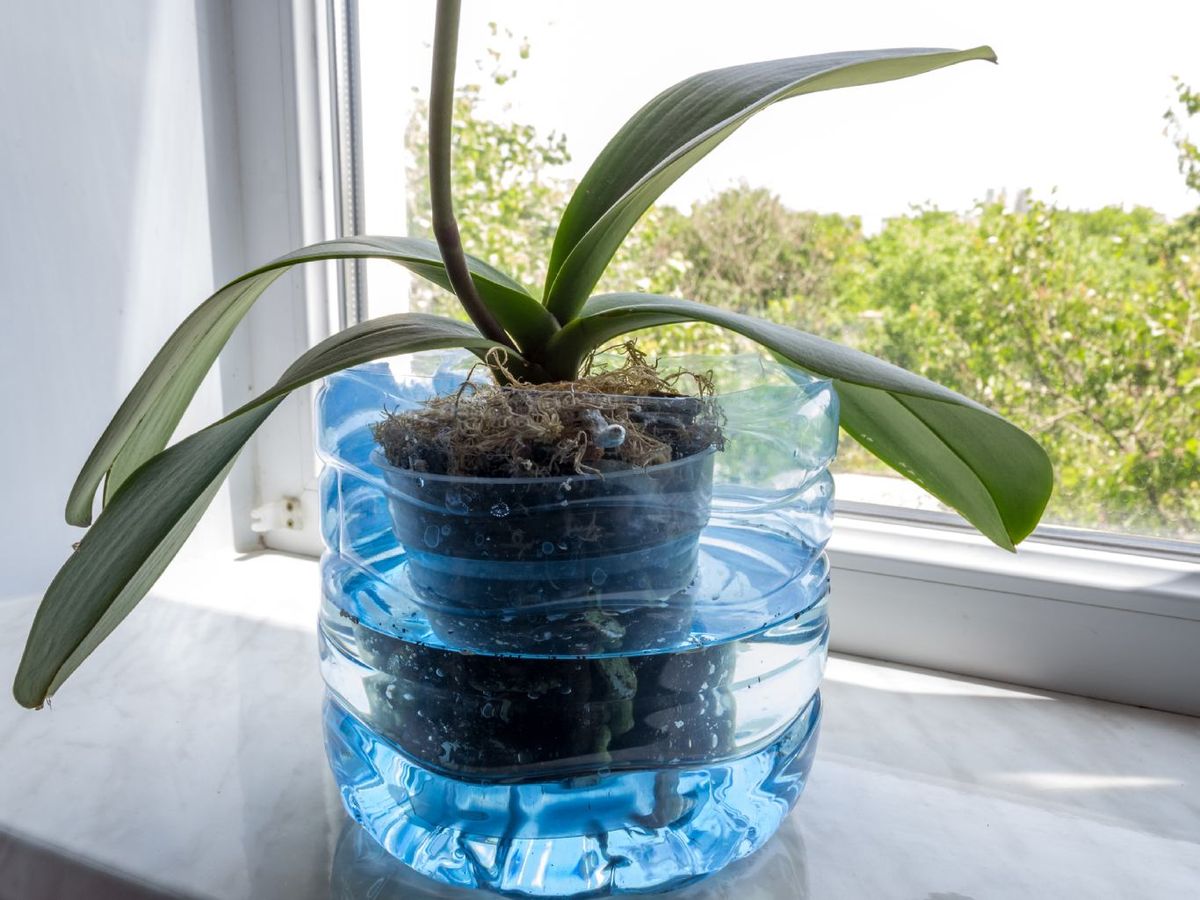 Riego por inmersión en orquídeas.