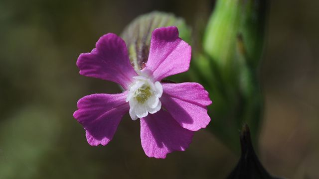 flor silene conica