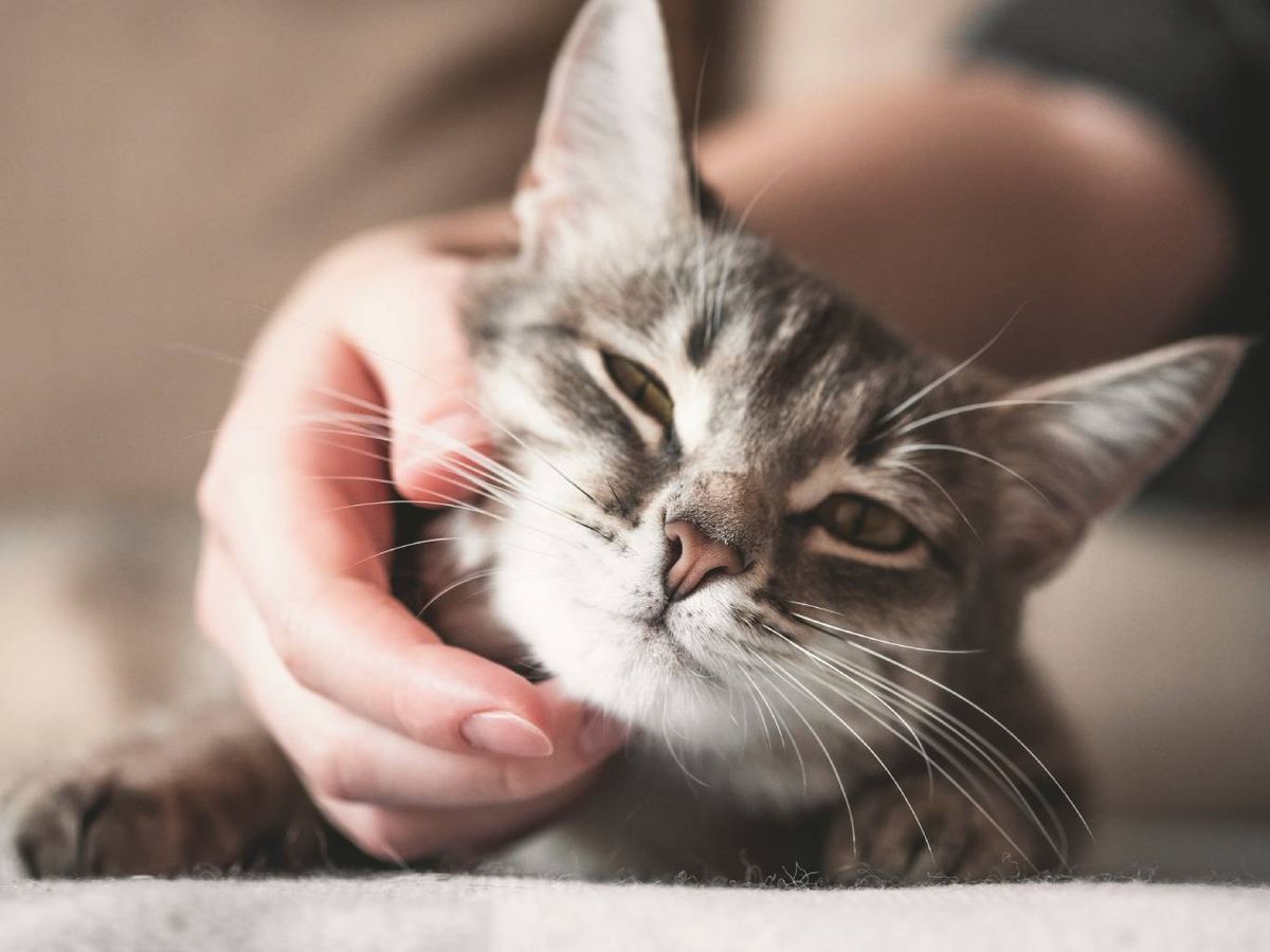 Una consecuencia preocupante si se considera el fuerte impacto que podría suponer en la salud animal.