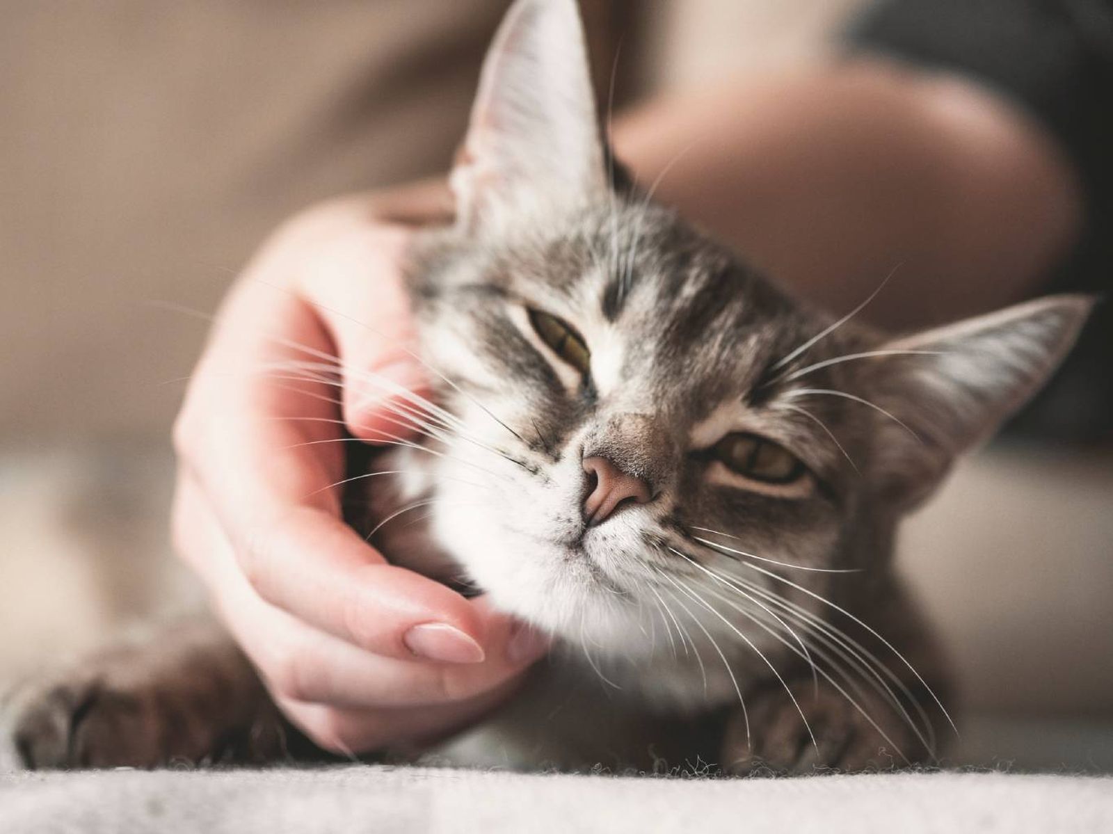 Una consecuencia preocupante si se considera el fuerte impacto que podría suponer en la salud animal.