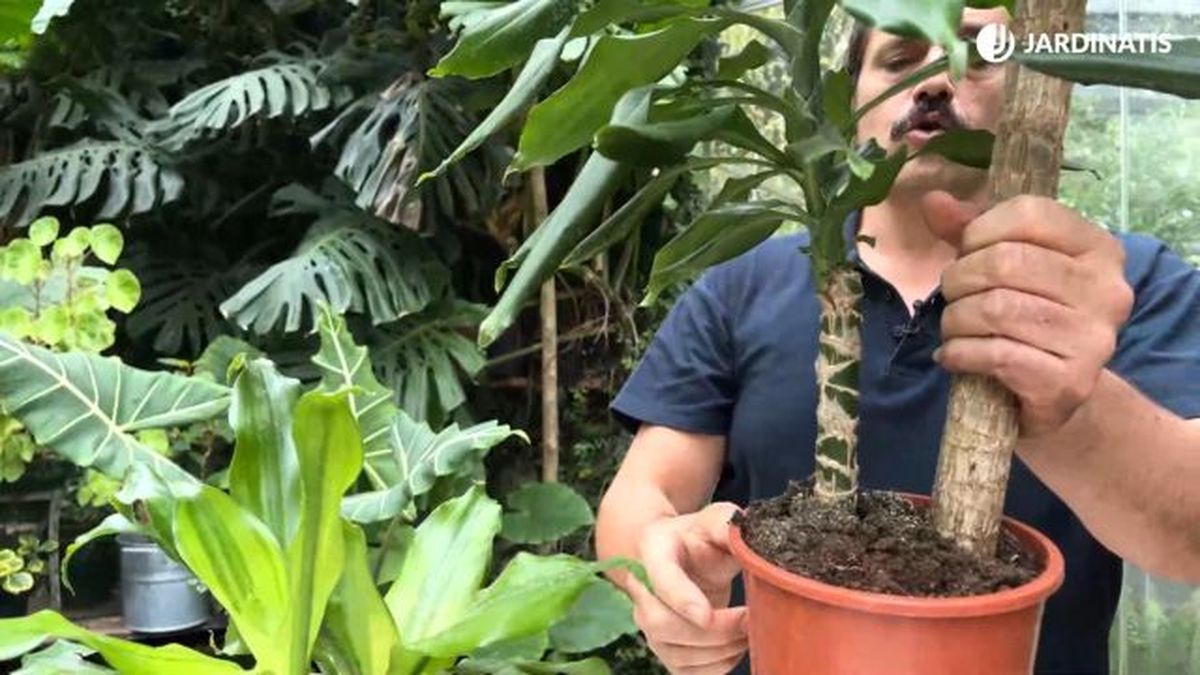 tronco de brasil dracaena fragans en maceta jardinatis 23 37