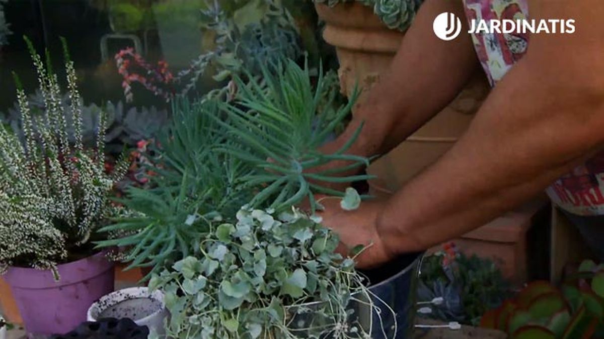composicion dichondra repens silver falls senecios deco 665