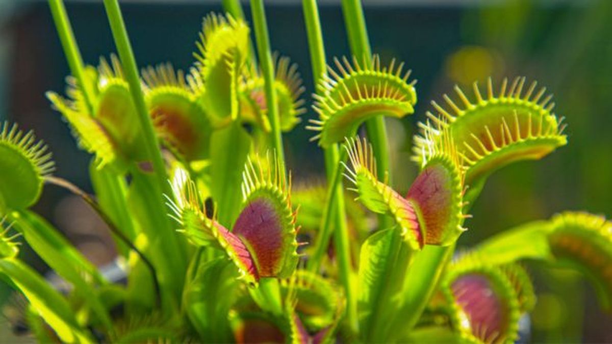planta carnivora dionaea muscipula