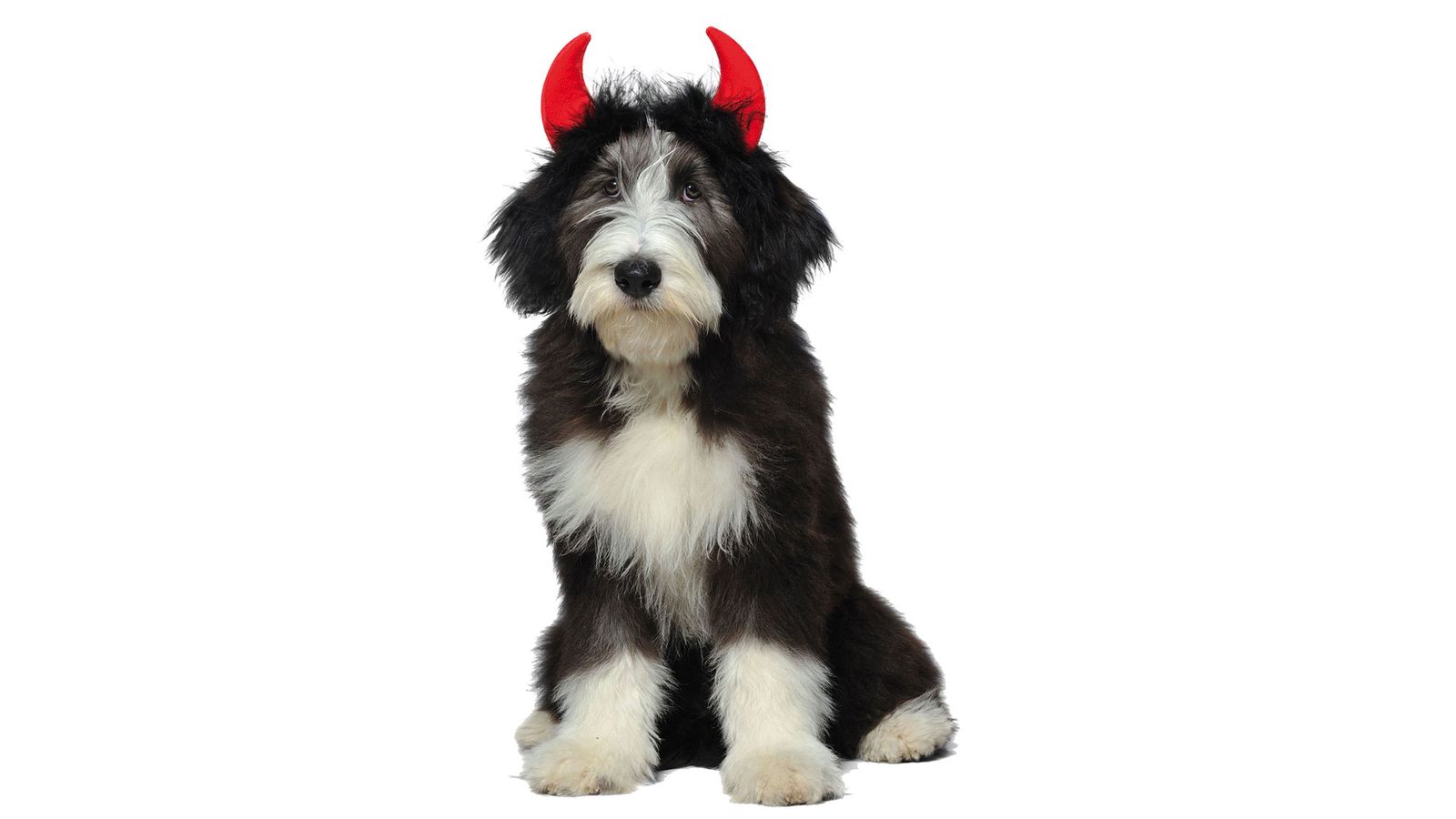 perros disfraz diablillos bob tail
