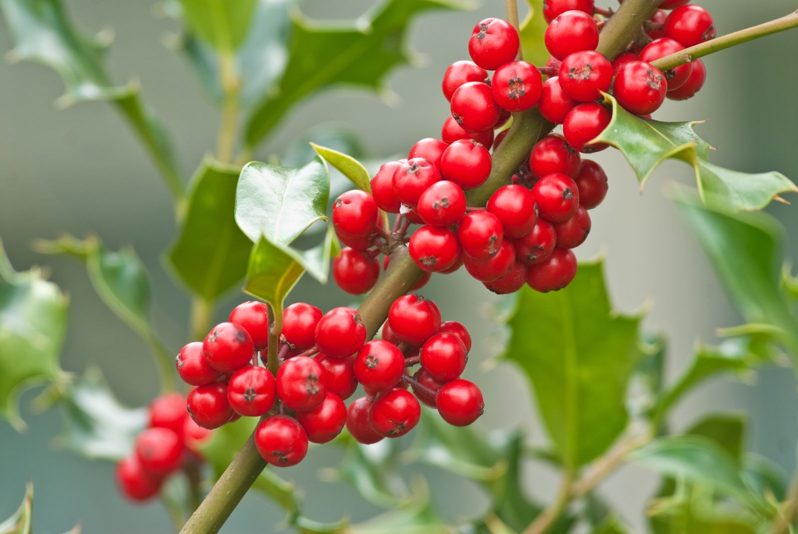 reproduccion acebo xl