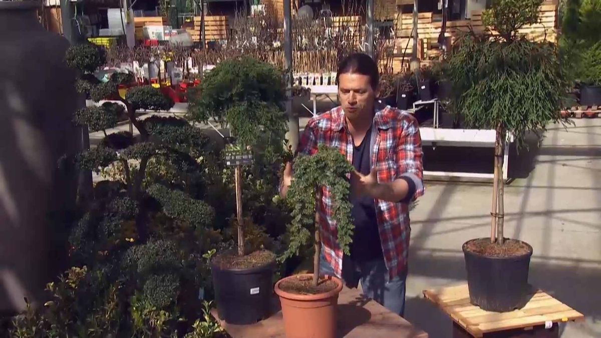 deco 690 jardineria coniferas injertadas porte rastrero juniperus