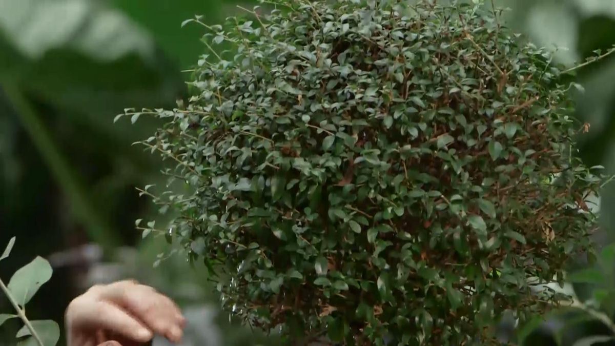 970 chupones porta injertos 1