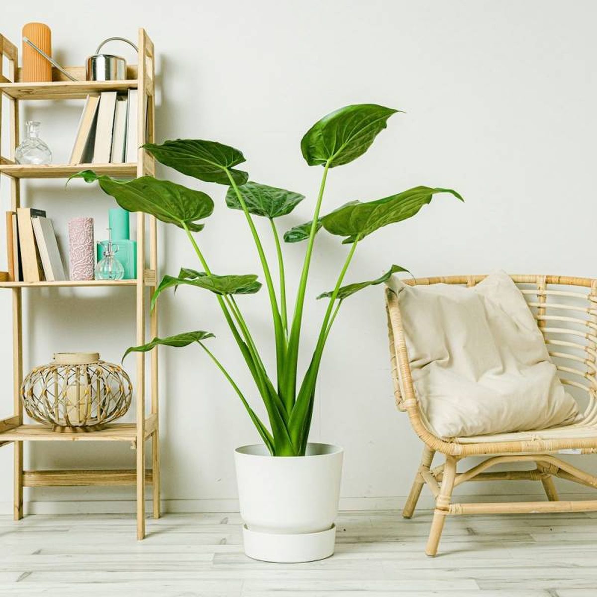 Planta grande en el salón.