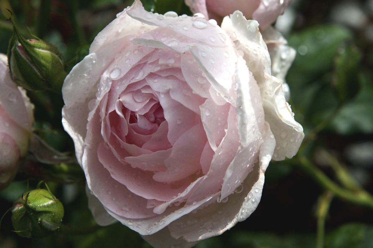 Plantas con flores en malva y rosa   Rosa inlgesa