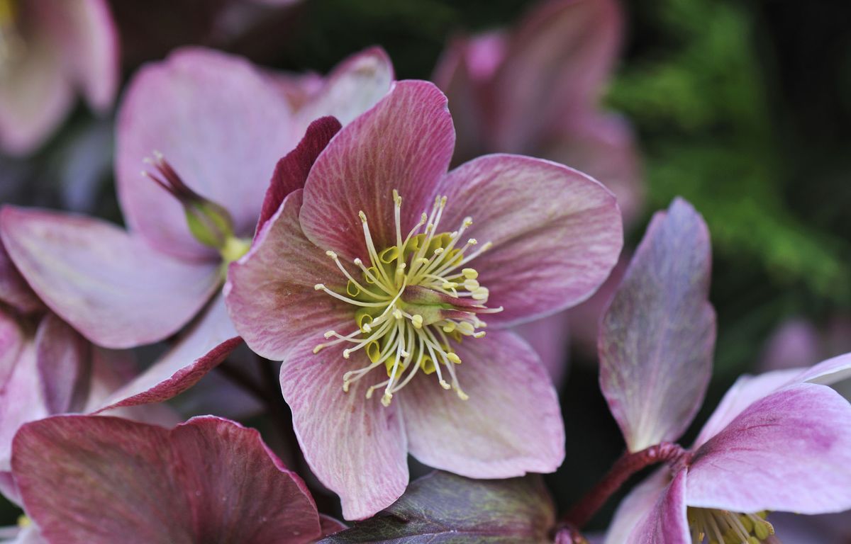 Heléboro o Rosa de Navidad