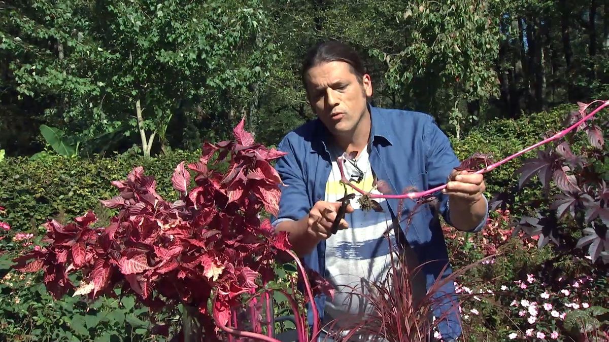 deko0706 jardin otono tonos rosas ardisia acodo