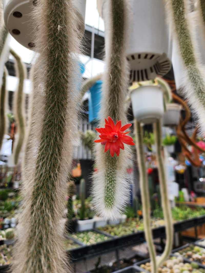 Flor de Hildewintera colademononis.