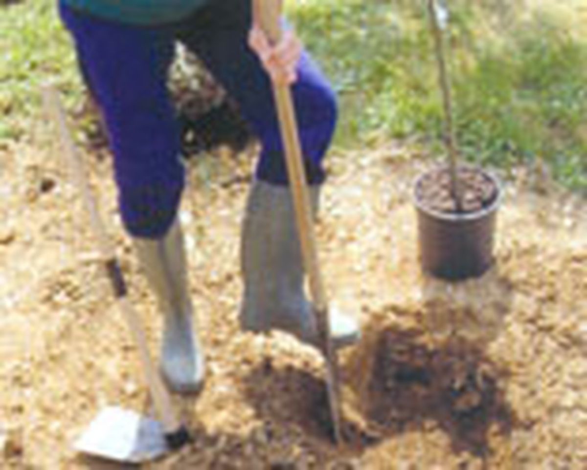 parterre arbustos follaje gris 2