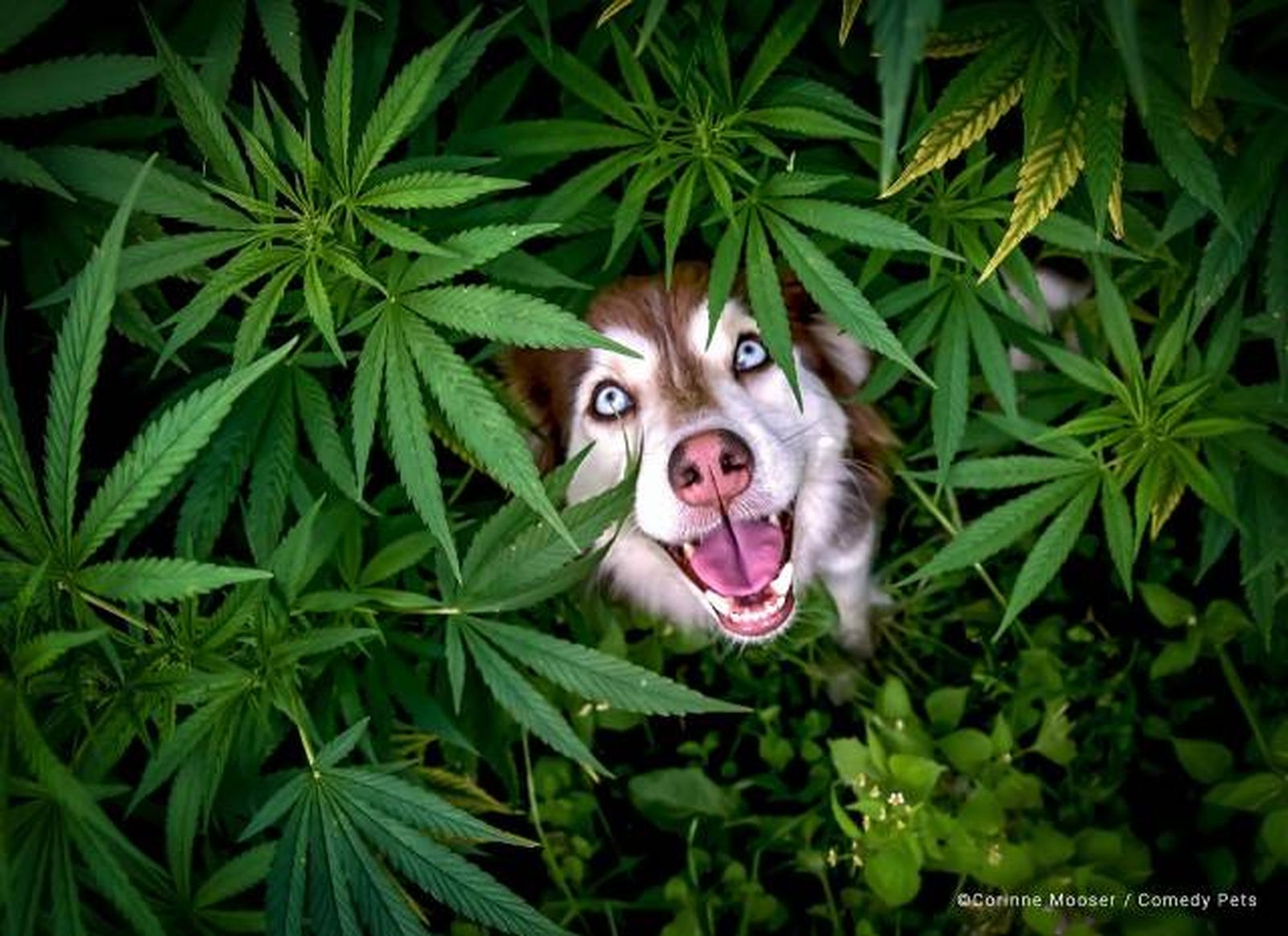 finalista11 premios fotografia Comedy Pet Photo Awards 2023