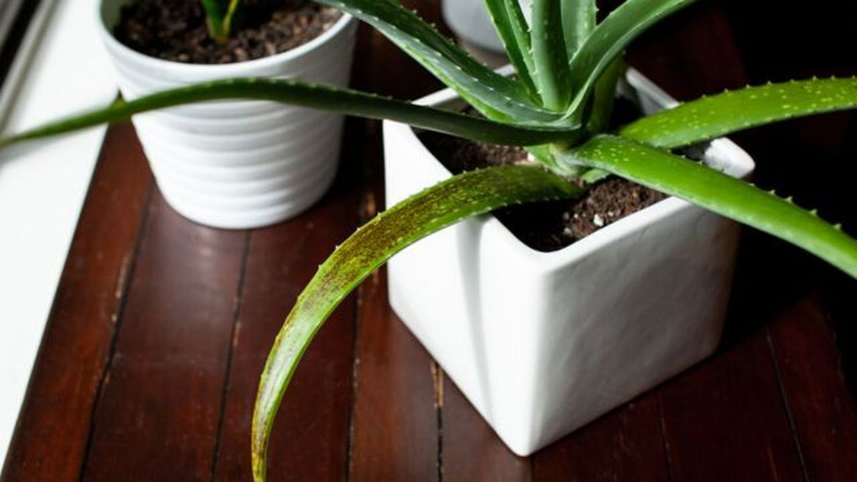 planta aloe vera manchas marrones