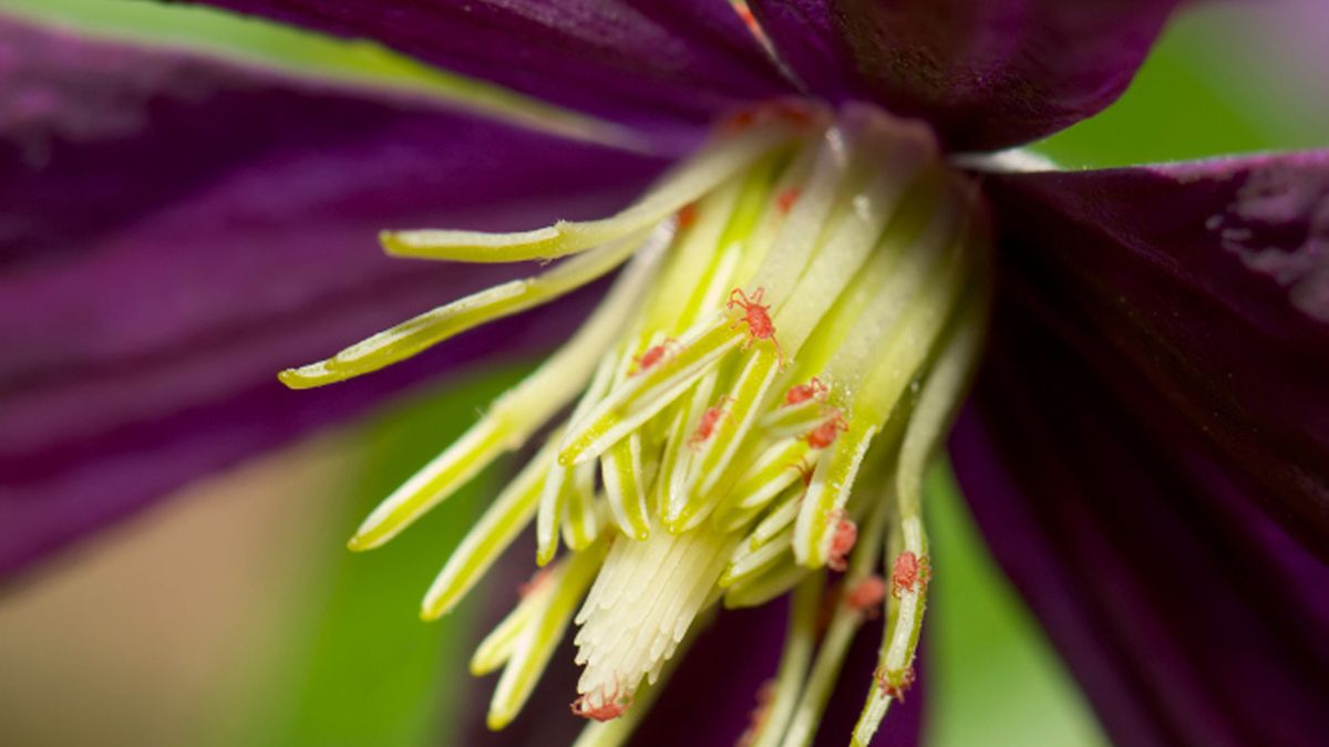 guia plagas enfermedades