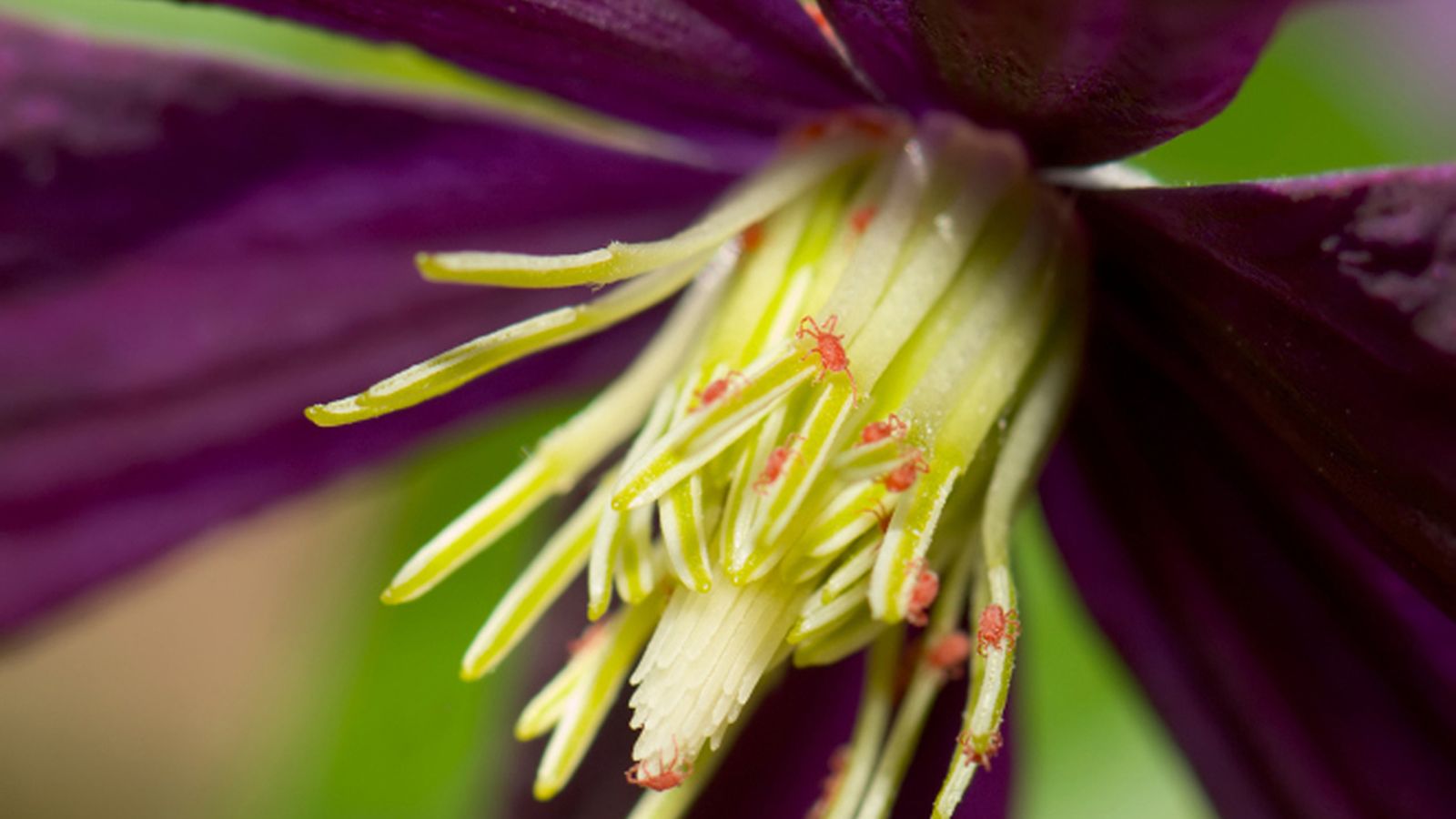 guia plagas enfermedades