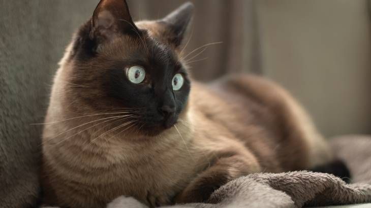 gato siames tipo