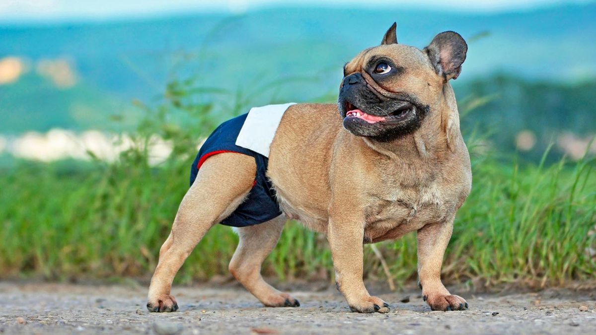 braguitas celo perra 2