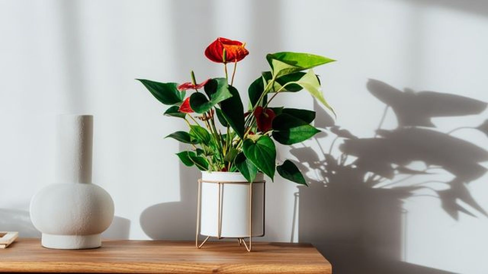 plantas de interior rojas para regalar en navidad