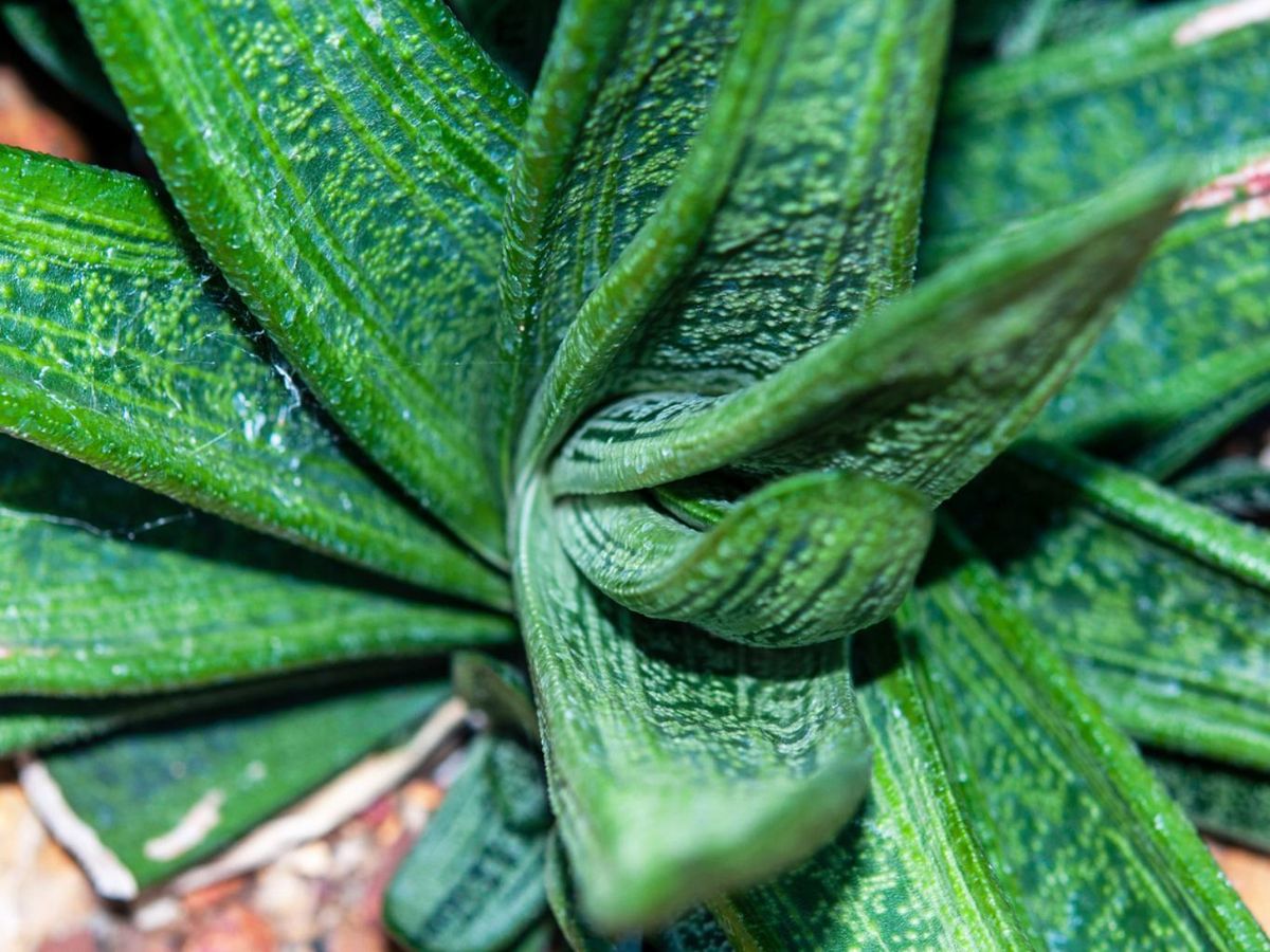 Hojas de Gasteria Little Warty.