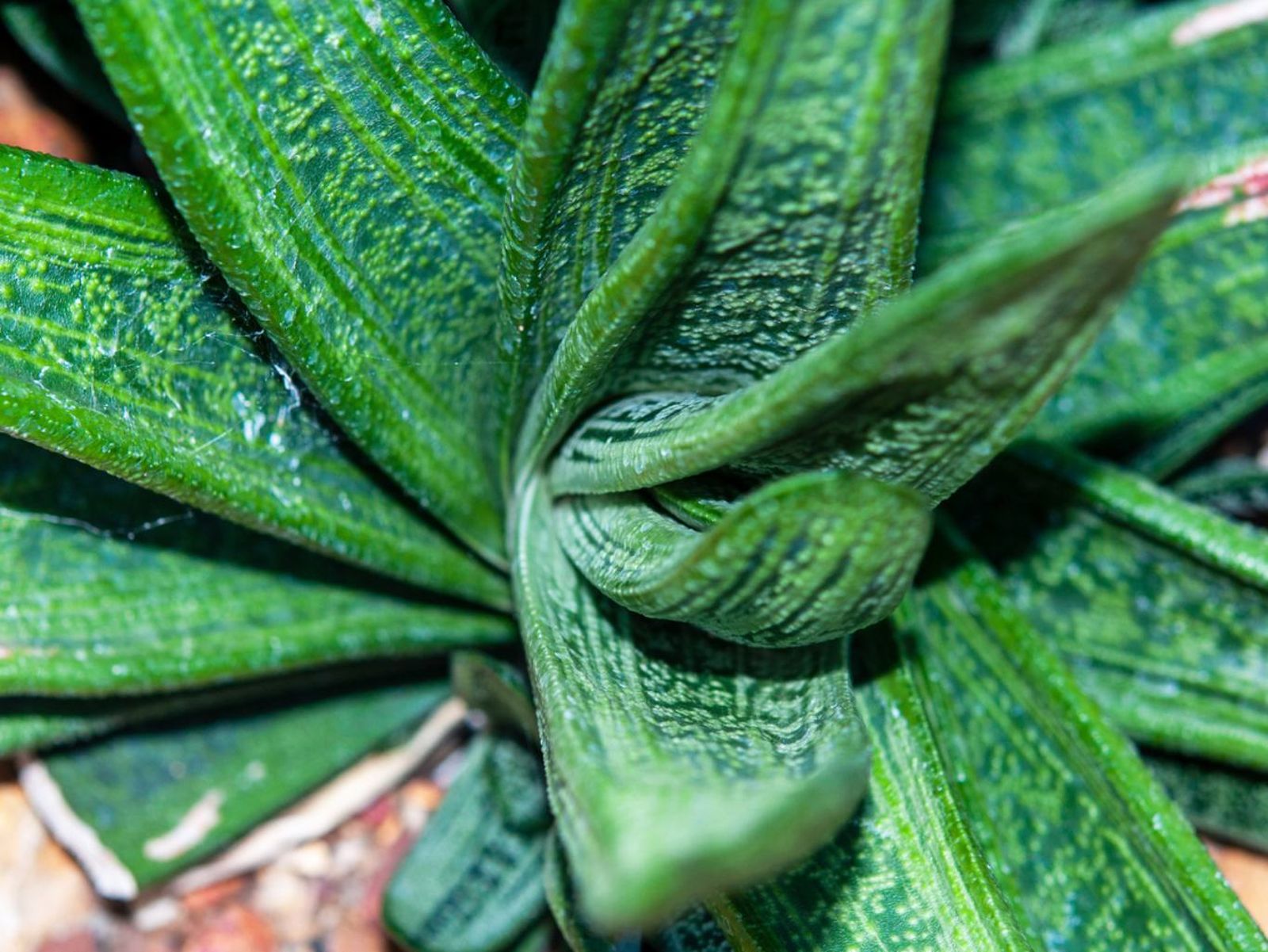 Hojas de Gasteria Little Warty.