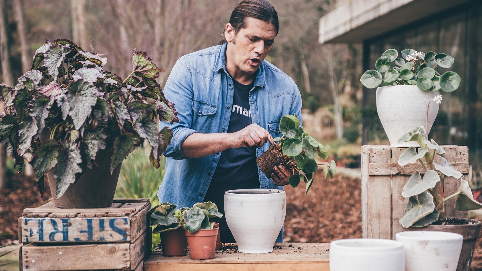 980 jardineria dos variedades begonias xl