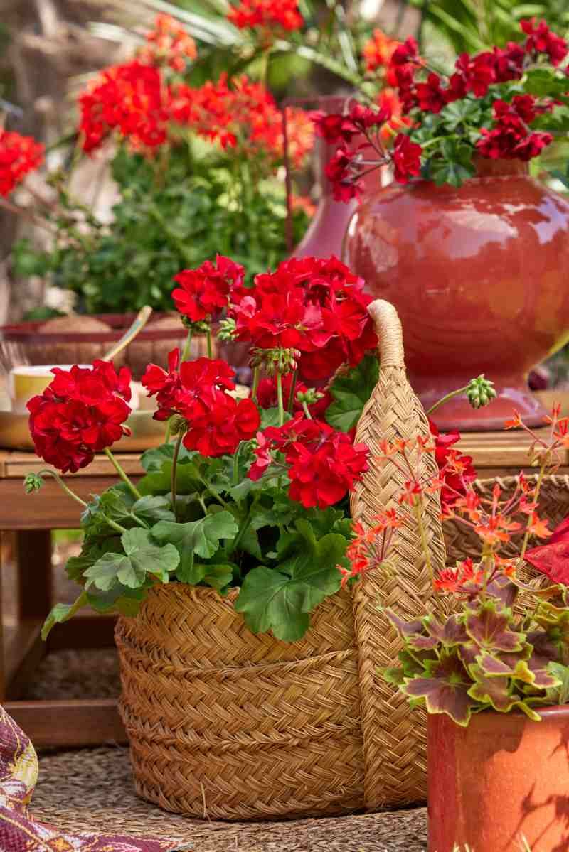 El rojo es uno de los colores más popular de los geranios