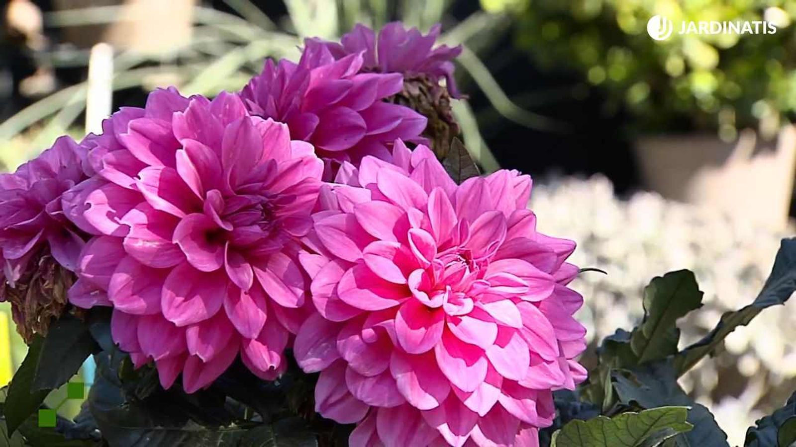 Flores de dalia rosas