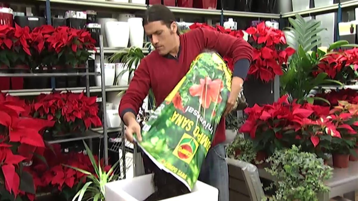 deco 414 flor de pascua plantacion