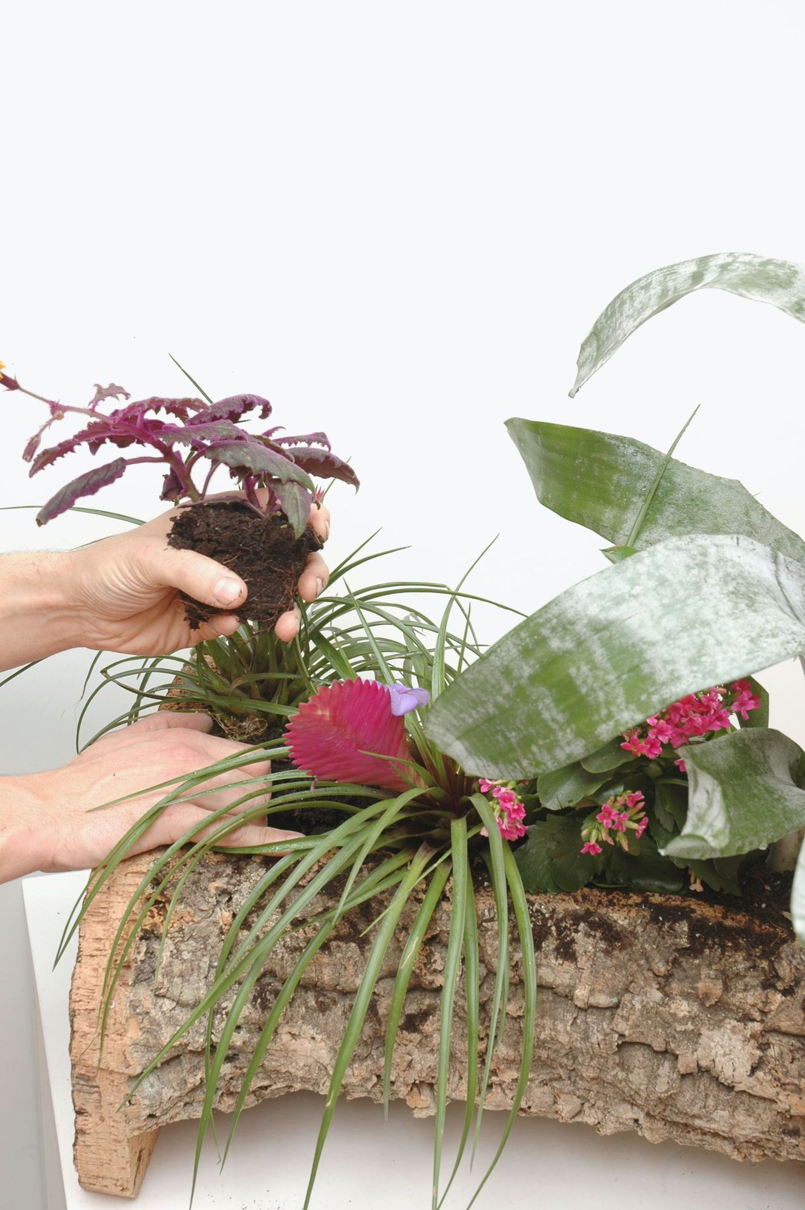 Composición con bromelias paso 4