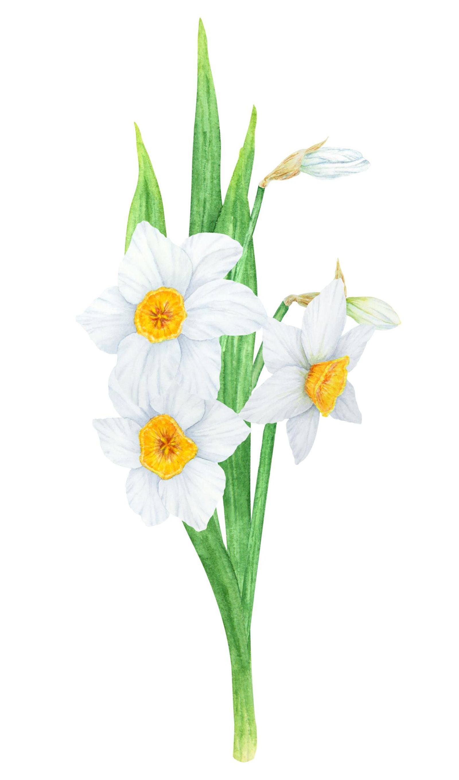 Ilustración de flor narcisos.