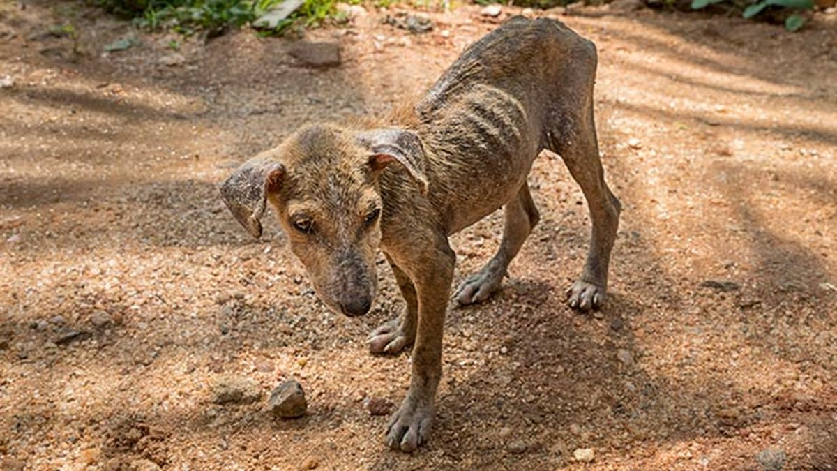desparasitar mascota mensualmente 3 perro delgado