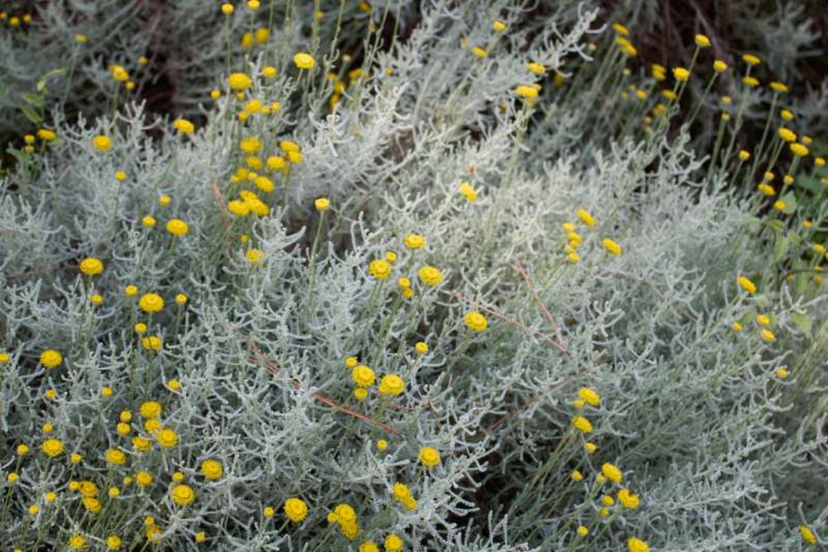 Planta santolina en flor
