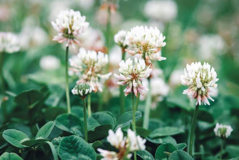 Trifolium repens