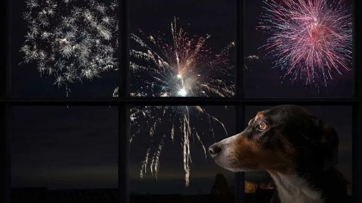 Hay que ayudarle para que esos momentos le resulten más llevaderos.