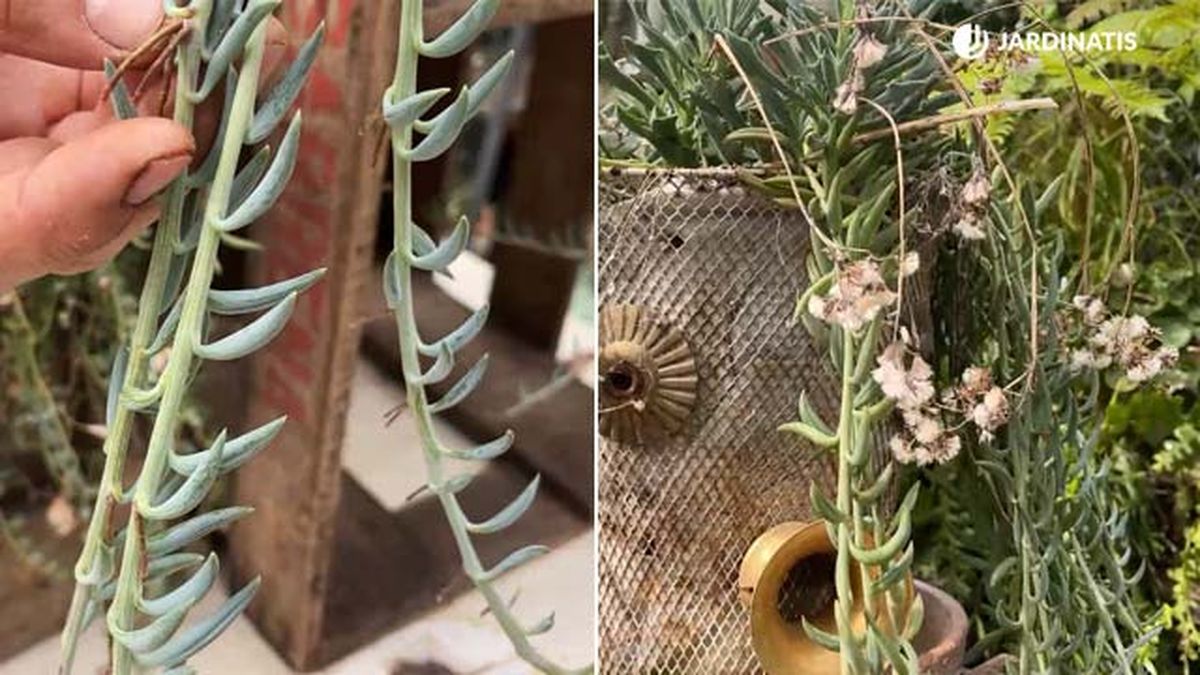 hojas flores de senecio radicans jardinatis
