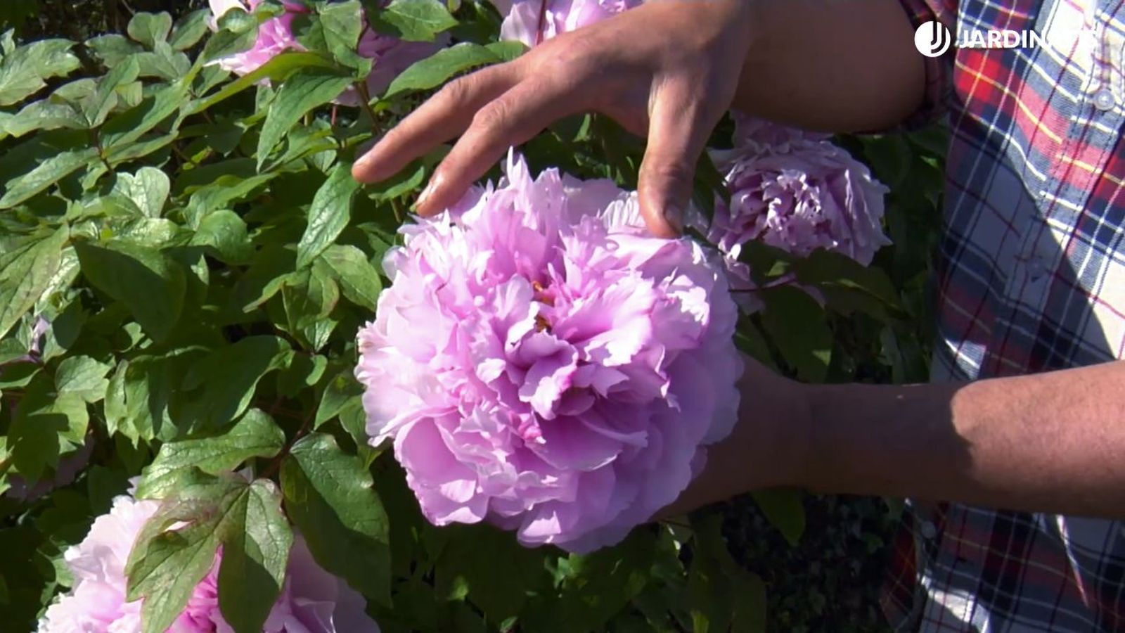 peonias cuidados caracteristicas deco 529